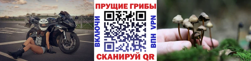 Псилоцибиновые грибы Magic Shrooms  Купить закладки  Валдай 